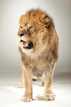 Lion on White Background Stock Photos