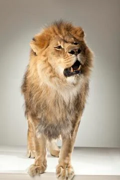 Lion on White Background Stock Photos