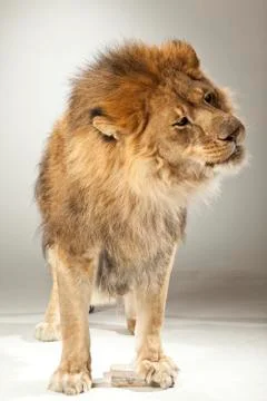 Lion on White Background Stock Photos