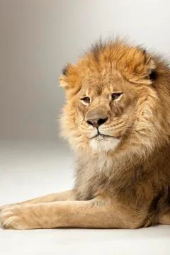 Lion on White Background Stock Photos