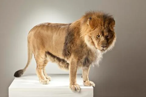 Lion on White Background Stock Photos