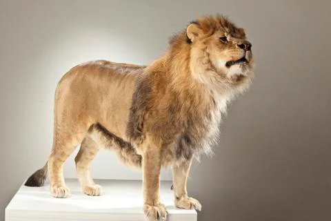 Lion on White Background Stock Photos