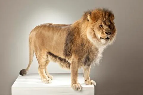 Lion on White Background Stock Photos