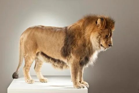 Lion on White Background Stock Photos