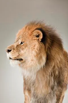 Lion on White Background Stock Photos