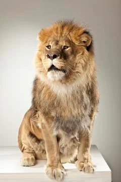 Lion on White Background Stock Photos