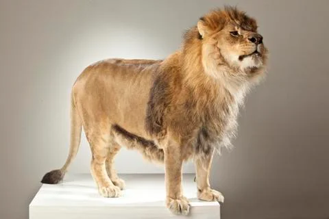 Lion on White Background Stock Photos