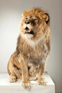 Lion on White Background Stock Photos