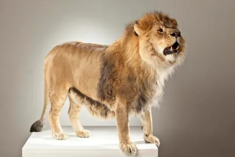 Lion on White Background Stock Photos