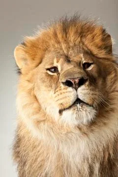 Lion on White Background Stock Photos