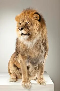 Lion on White Background Stock Photos
