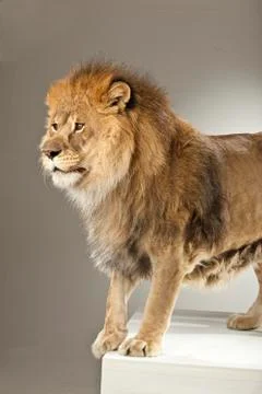 Lion on White Background Stock Photos