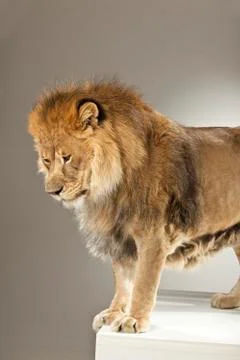 Lion on White Background Stock Photos