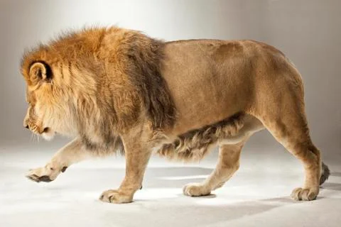 Lion on White Background Stock Photos