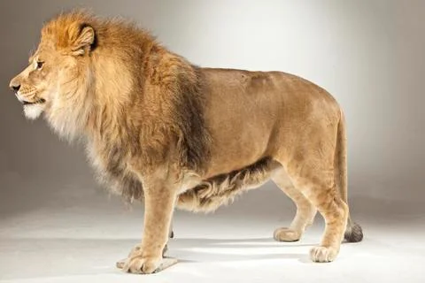 Lion on White Background Stock Photos