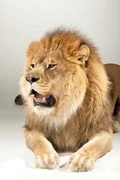 Lion on White Background Stock Photos