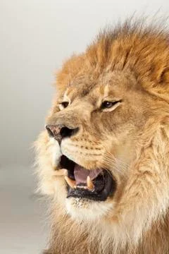 Lion on White Background Stock Photos