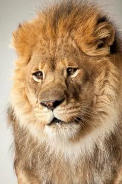 Lion on White Background Stock Photos