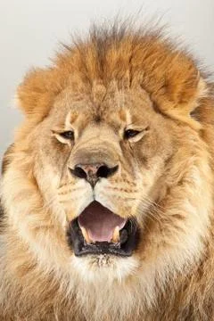 Lion on White Background Stock Photos