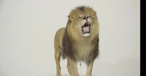 Lion on White CYC attacks and roars Stockbeeldmateriaal 68383152