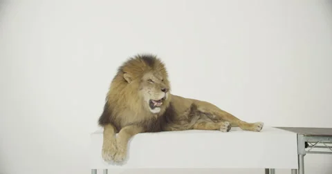 Lion on white cyc laying down on white box with feet hanging off the edge Stockbeeldmateriaal 68383558