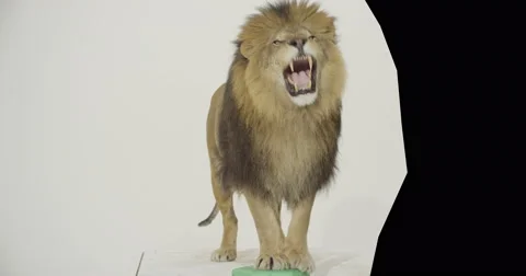 Lion on white cyc stands and gives warning roar Stock Footage