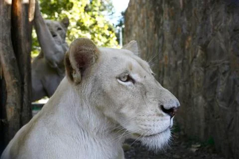 Lion white Stock-Fotos