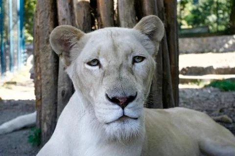 Lion white Stock-Fotos