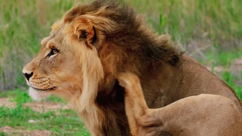 Lion in the wild. Video stock 203830109