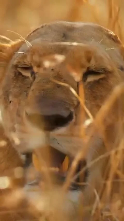 Lion in the wild Stock Footage 321259897