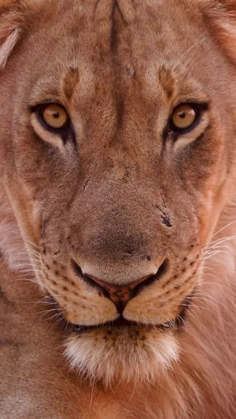 Lion in the wild Stock Footage 321259920