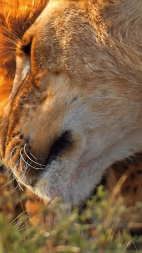 Lion in the wild Stock Footage 321259949