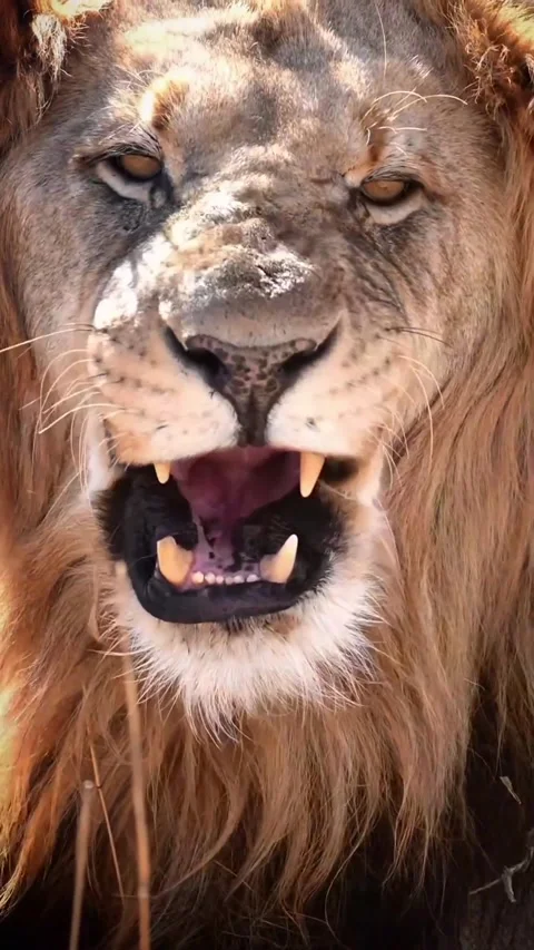 Lion in the wild Stock Footage 324776534