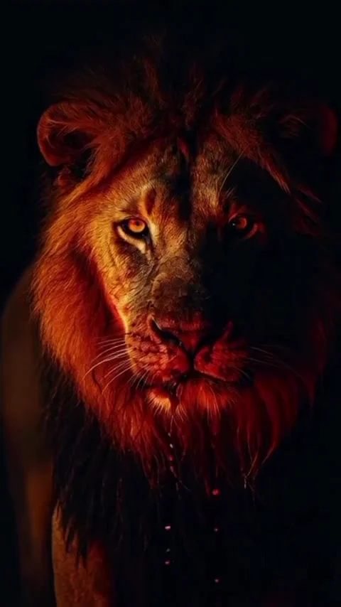 Lion in the wild Stock Footage 324776657