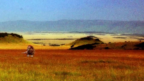 Lion in the wilderness animation Stock Footage 81515182