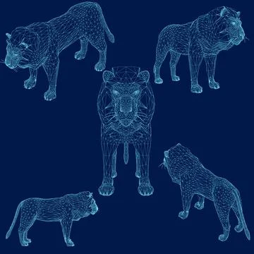Lion wireframe set. isolated vector image of lion. 3D Stock Illustration