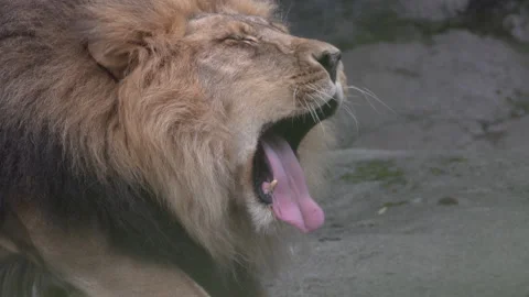 Lion yawn close up Stock-Footage 165265165