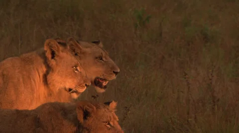 Lion Yawn Stock-Footage 33466517