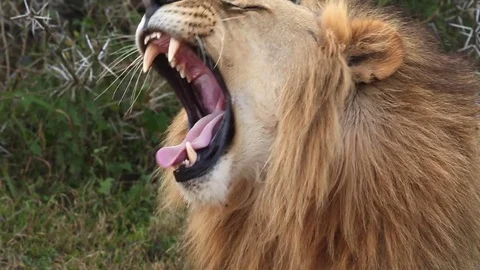 Lion yawn Stock Footage 83979559