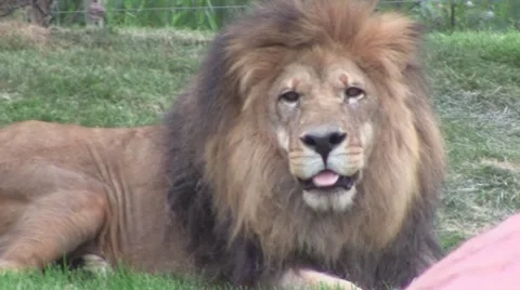 Lion Yawning Video stock 8573790
