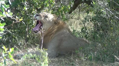 Lion yawning Stock Footage 11468901
