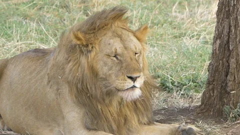 Lion yawning Stock Footage 127922779
