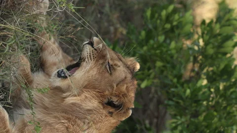 Lion Yawning Vídeos de archivo 234678596