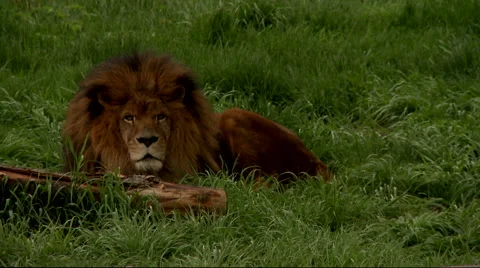 Lion yawning on grass Stock Footage 67387474