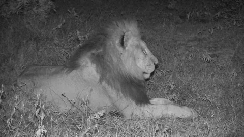 Lion yawning at night Stock Footage 84668400
