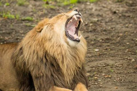Lion yawning Stock Photos