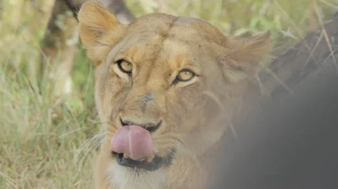 Lion yawning, showing teeth Stock Footage