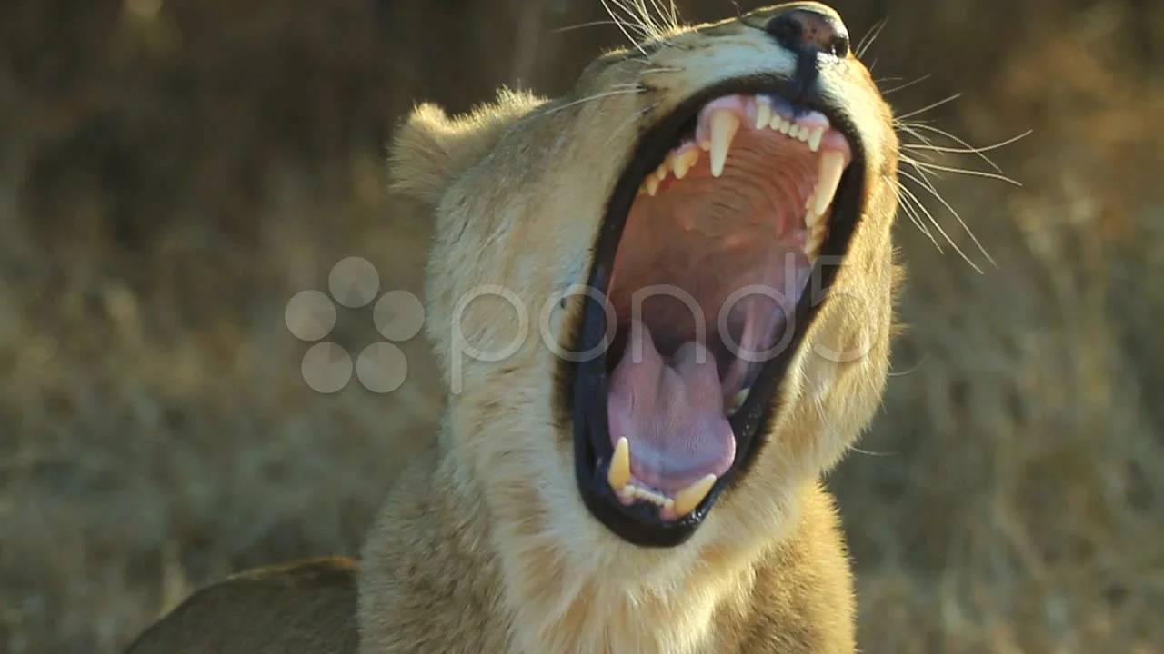 Lion Yawning in Slow Motion GFSHD, image size:1280x720