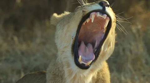 Lion Yawning in Slow Motion GFSHD Stock Footage