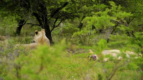 LION YAWNING WHILE LAYING 14sec Stock Footage 143790968